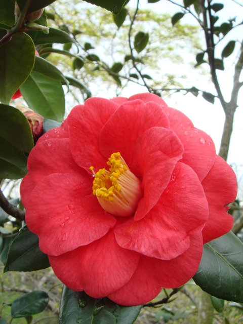 Camellia japonica 'Adolphe Audusson' fleur